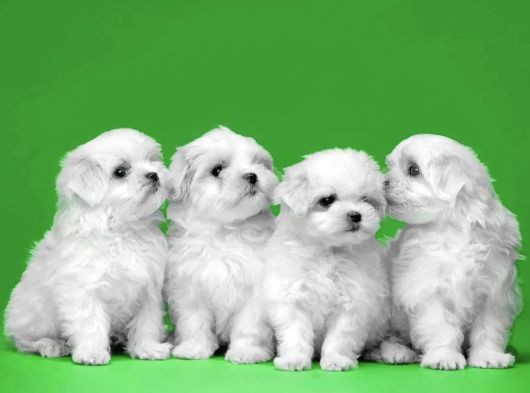 Tüy Dökmeyen Maltese Mini Boy Yavrular görsel