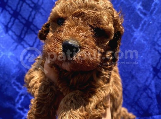 Dişi Ve Erkek Bebişlerimiz Toypoodle görsel