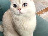 British Shorthair Bluepoint Silver Kedi