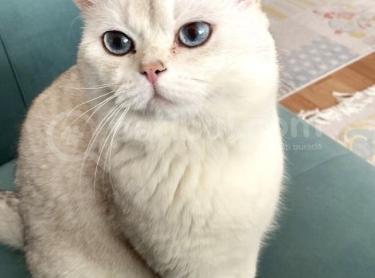 British Shorthair Bluepoint Silver Kedi