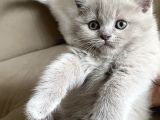 Safkan British Shorthair Yavrularımız