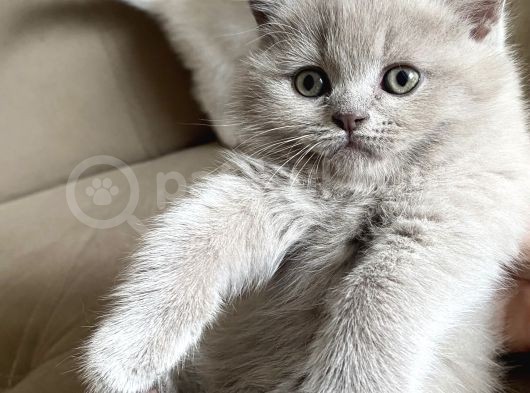 Safkan British Shorthair Yavrularımız görsel