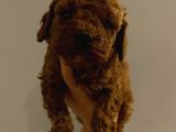 Dişi Erkek Toypoodle Yavrularımız