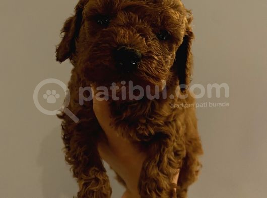Dişi Erkek Toypoodle Yavrularımız görsel