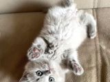 Safkan British Shorthair Yavrularımız