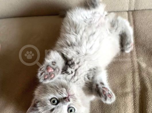 Safkan British Shorthair Yavrularımız
