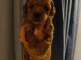 Dişi Erkek Toypoodle Yavrularımız