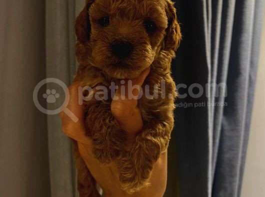 Dişi Erkek Toypoodle Yavrularımız görsel