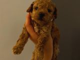 Dişi Erkek Toypoodle Yavrularımız