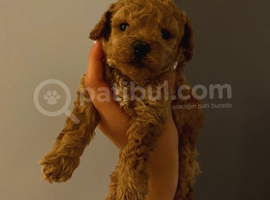 Dişi Erkek Toypoodle Yavrularımız görsel