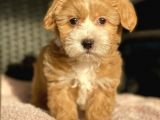 Show Kalite Maltipoo Bebekler