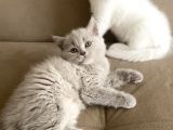 Safkan British Shorthair Yavrularımız
