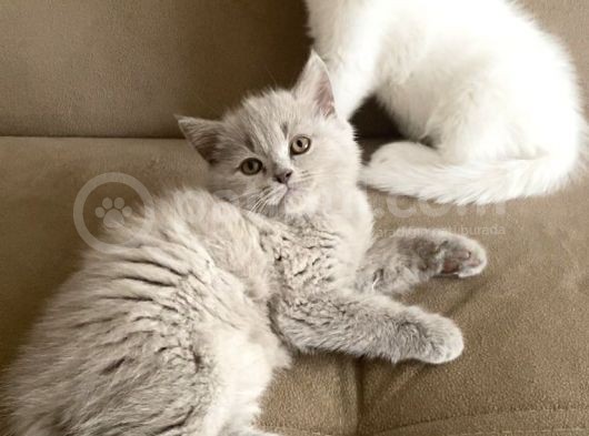Safkan British Shorthair Yavrularımız görsel