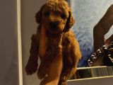 Dişi Erkek Toypoodle Yavrularımız