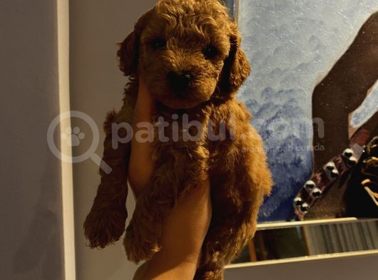 Dişi Erkek Toypoodle Yavrularımız görsel