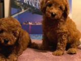 Show Kalite Redbrown Toy Poodle Yavrularımız