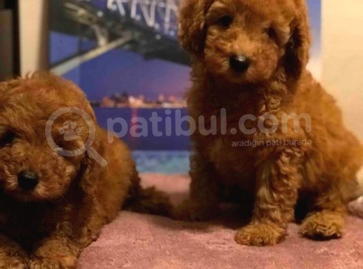 Show Kalite Redbrown Toy Poodle Yavrularımız görsel