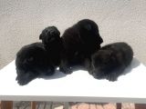 Kali̇teli̇ Mükemmel Black Soli̇dler Hazir
