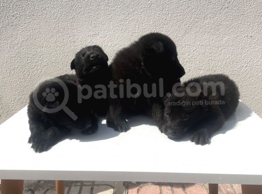 Kali̇teli̇ Mükemmel Black Soli̇dler Hazir görsel