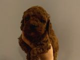Dişi Erkek ToyPoodle Yavrularımız