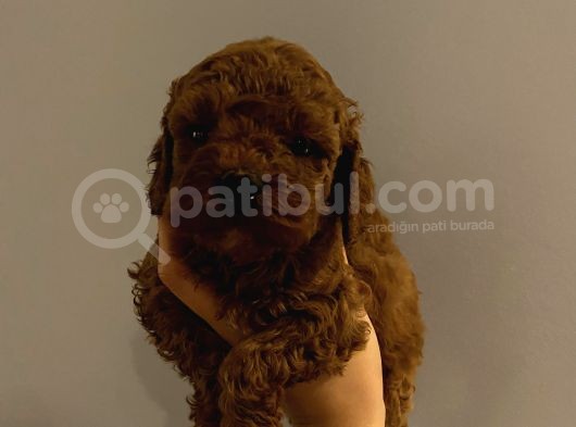 Dişi Erkek Toypoodle Yavrularımız