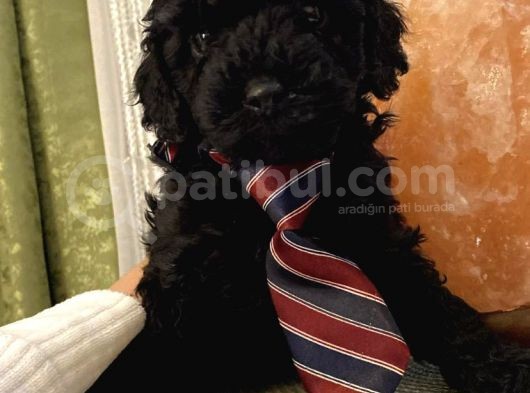 Dişi Erkek Toypoodle Yavrularımız görsel