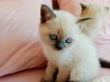 Bri̇ti̇sh Shorthai̇r Bluepoi̇nt Ve Scotti̇sh Fold Bluepoi̇nt  Yavrular