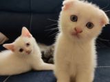 2 Aylık Yavrularımız Yeni Yuvasını Bekliyor