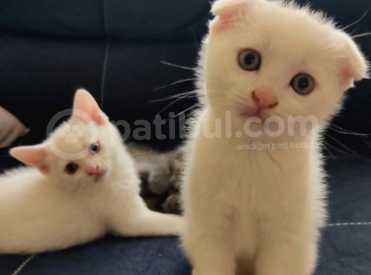 2 Aylık Yavrularımız Yeni Yuvasını Bekliyor
