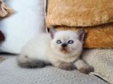 Dişi Scottish Fold Blue Bicolor