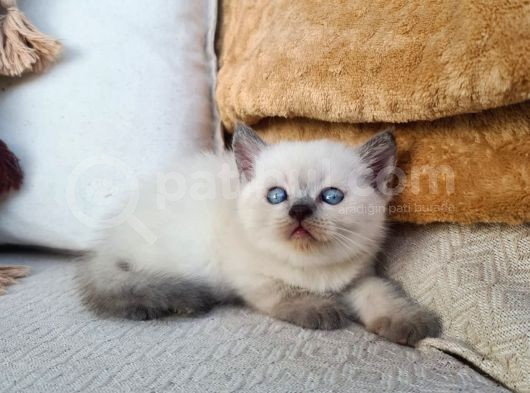 Dişi Scottish Fold Blue Bicolor görsel