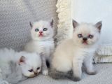 Dişi Scottish Fold Blue Bicolor