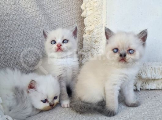 Dişi Scottish Fold Blue Bicolor görsel