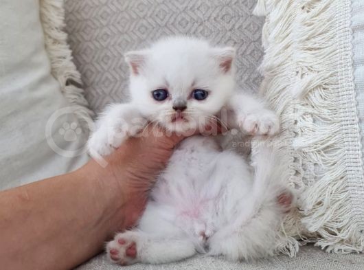 Dişi Scottish Fold Blue Bicolor görsel