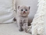 Dişi Scottish Fold Blue Bicolor