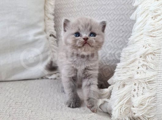 Dişi Scottish Fold Blue Bicolor görsel