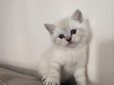 British Shorthair Erkek Bebek