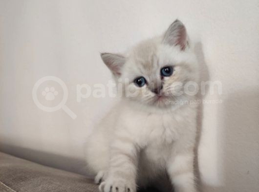 British Shorthair Erkek Bebek