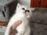 British Shorthair Erkek Bebek