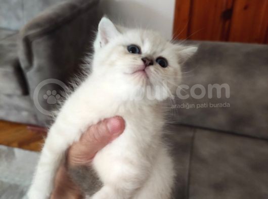 British Shorthair Erkek Bebek görsel