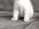 British Shorthair Erkek Bebek
