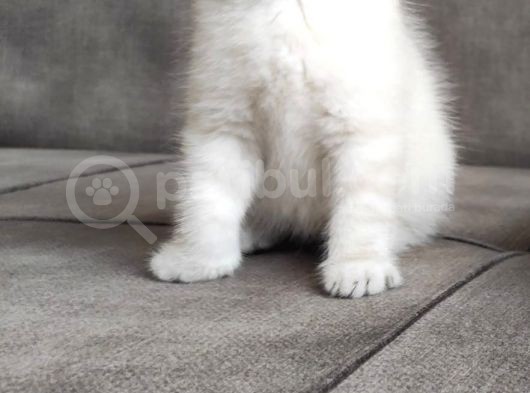 British Shorthair Erkek Bebek görsel