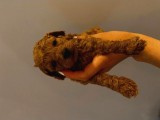 Tatlı Toy Poodle Yavrularımız