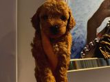 Tatlı Toy Poodle Yavrularımız