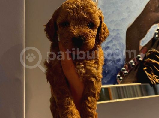 Tatlı Toy Poodle Yavrularımız görsel