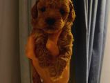 Tatlı Toy Poodle Yavrularımız