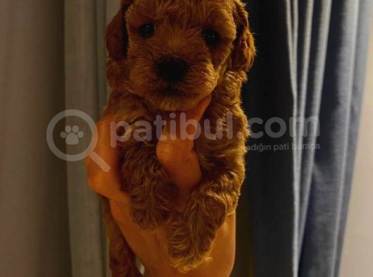 Tatlı Toy Poodle Yavrularımız görsel
