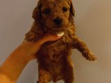 Tatlı Toy Poodle Yavrularımız