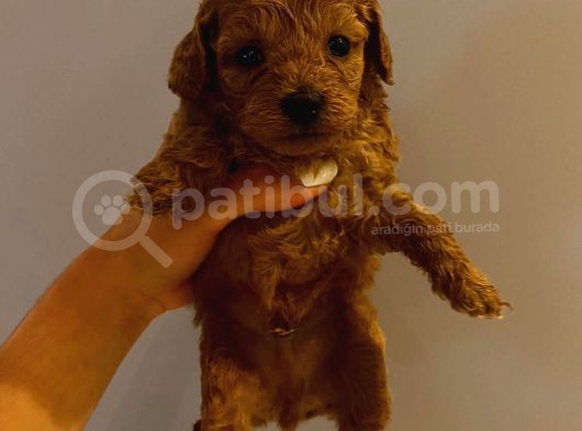 Tatlı Toy Poodle Yavrularımız görsel