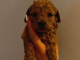 Tatlı Toy Poodle Yavrularımız
